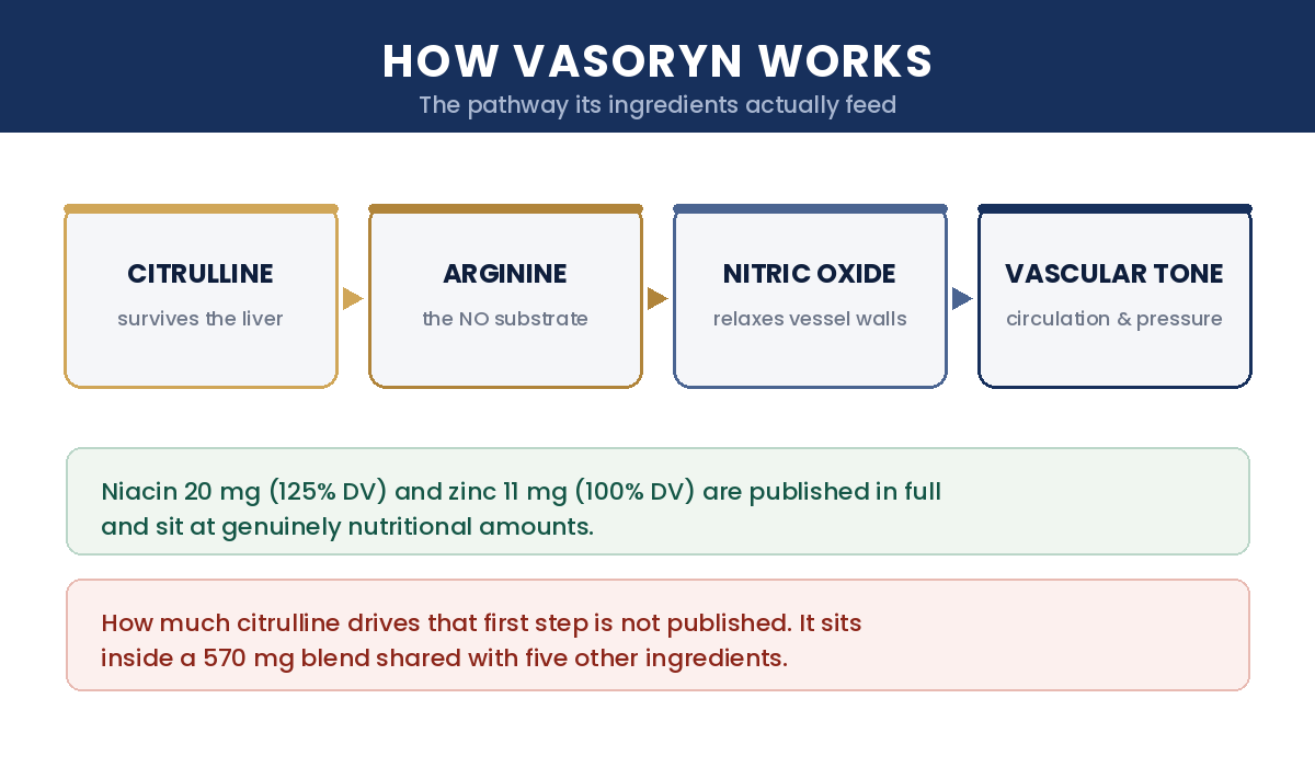 How Vasoryn works — citrulline to arginine to nitric oxide to vascular tone